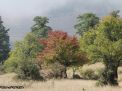 گزارش تصویری از فصل پاییز در جنگل ابر شاهرود